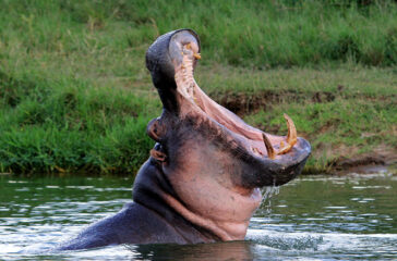 Uganda’s Queen Elizabeth Park is home to many pods of hippo.