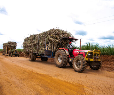 sugar cane