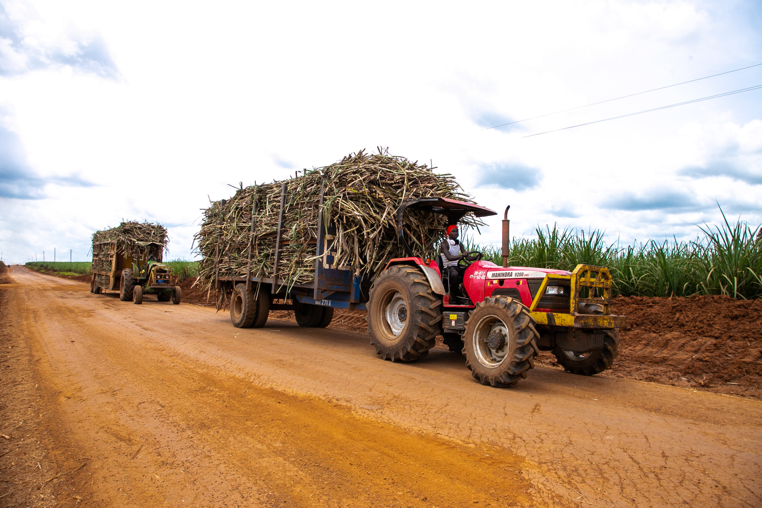 sugar cane