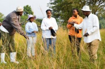 museveni grandson cattle 1