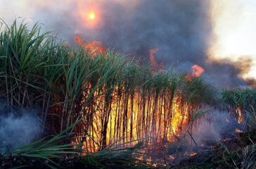sugarcane-fire
