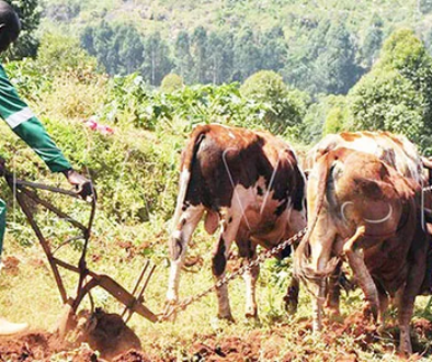 langgo farmer