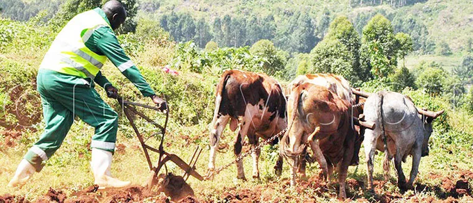 langgo farmer