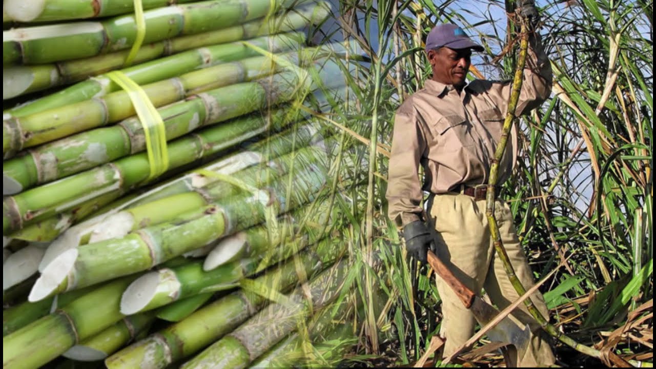 sugar cane growers sugar cane growers