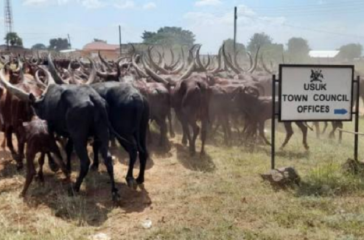 Balalo-cows Balalo-cows