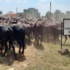 Balalo-cows