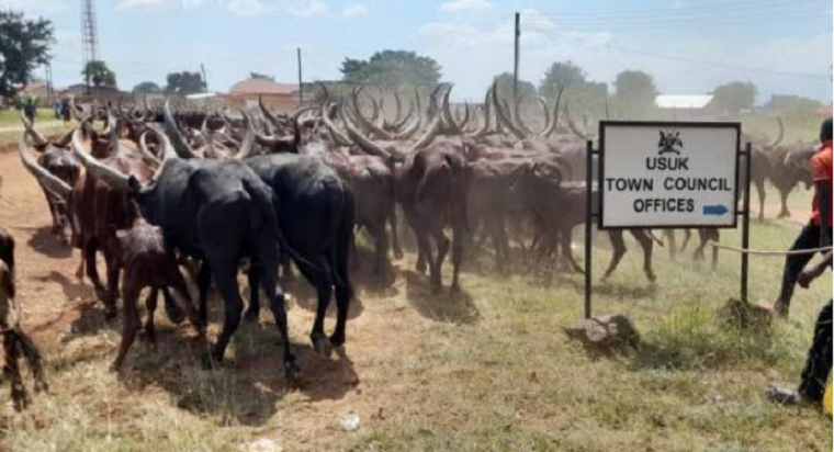 Over 3,000 cattle exit Acholi, West Nile region