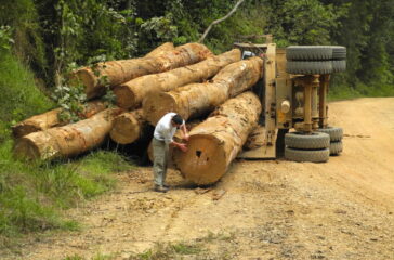 Illegal-logging-Gabon