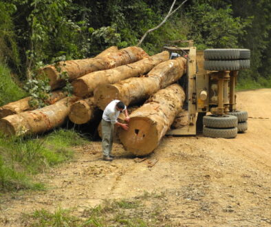 Illegal-logging-Gabon