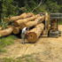 Illegal-logging-Gabon