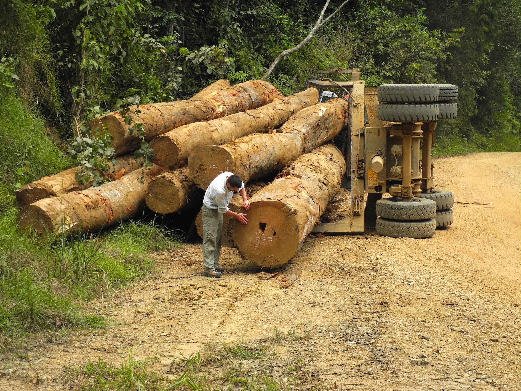 Illegal-logging-Gabon