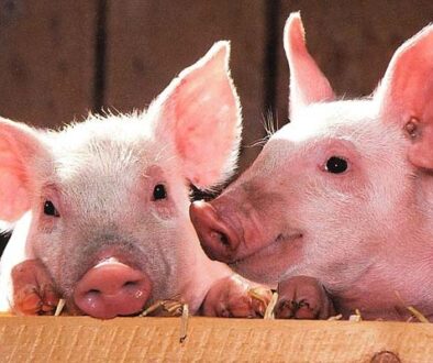 pig-generic-pixabay-650_650x400_61520564055