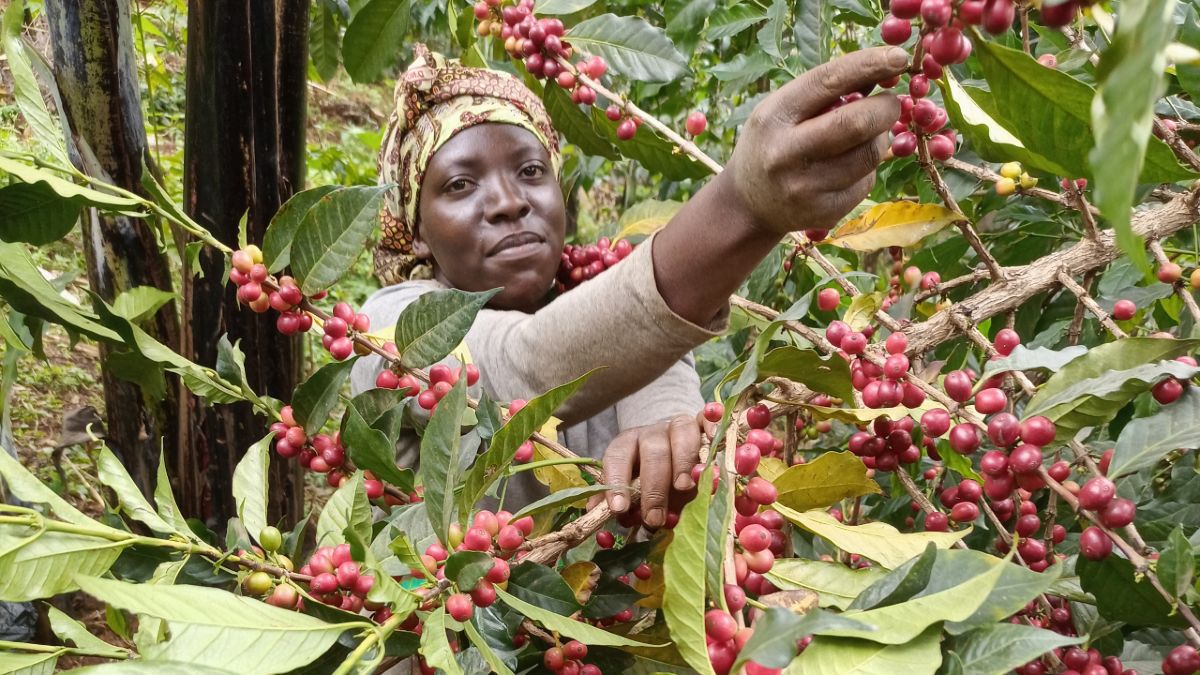 practice-for-change-coffee-uganda practice-for-change-coffee-uganda