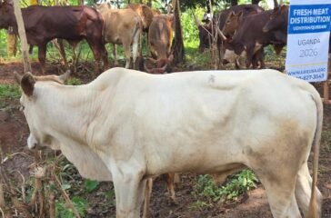 eid-cows