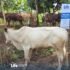 eid-cows