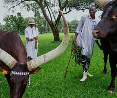 A herdsman plays a flute and sings traditional poetry to a herd of royal cattle, King's Palace Museum, Nyanza, Rwanda, 21 March 2026.