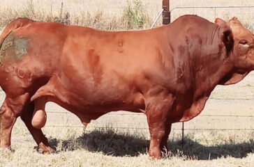 Beefmaster-bull_Vleissentraal