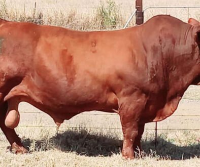 Beefmaster-bull_Vleissentraal