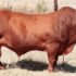Beefmaster-bull_Vleissentraal