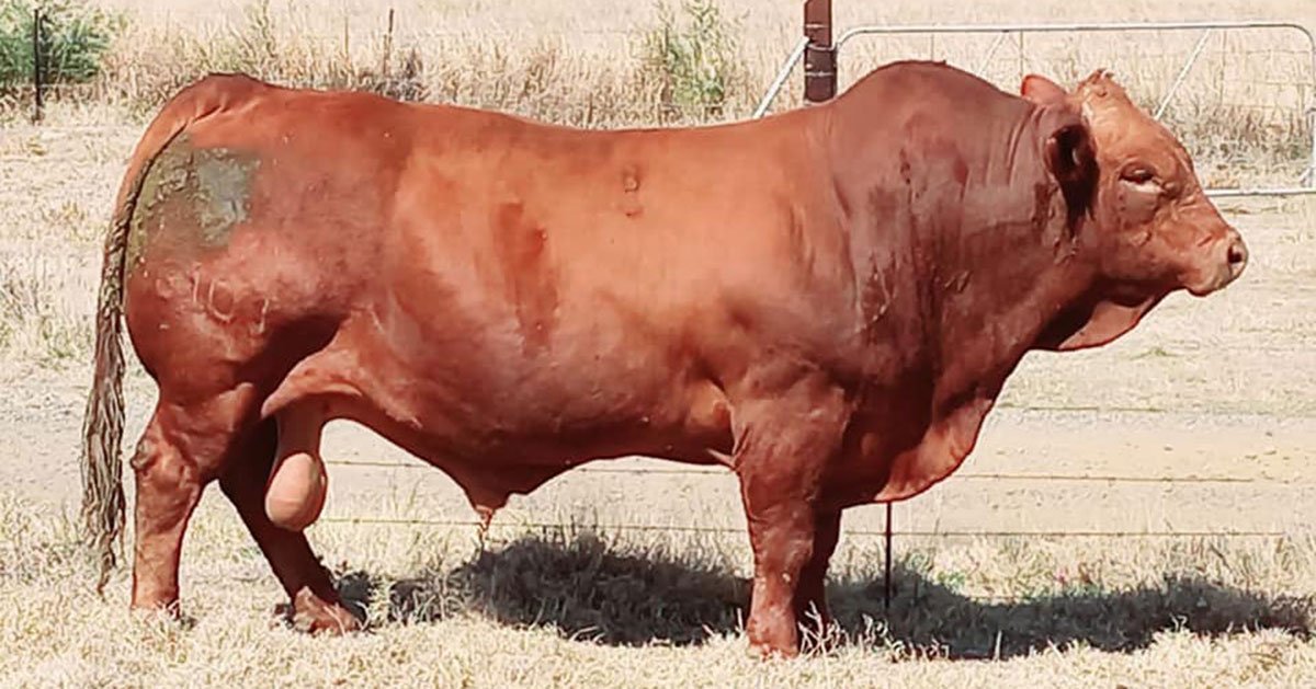 Museveni applauds new cattle breed initiative