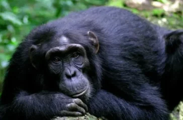 Chimpanzee-trekking-in-Kyambura-gorge