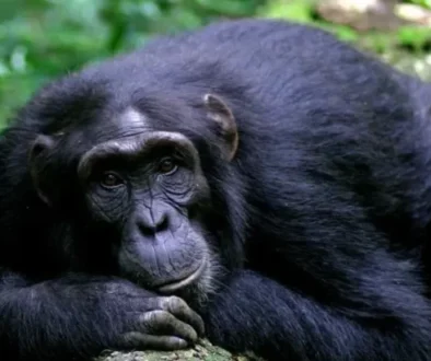 Chimpanzee-trekking-in-Kyambura-gorge