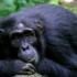 Chimpanzee-trekking-in-Kyambura-gorge