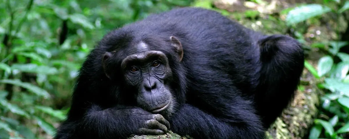 Chimpanzee-trekking-in-Kyambura-gorge