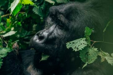 wildlife-bwindi
