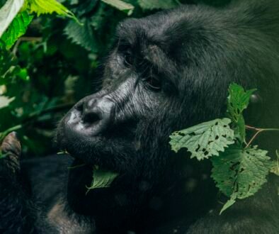 wildlife-bwindi