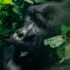 wildlife-bwindi