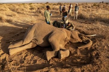 elephants