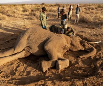 elephants