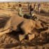 elephants
