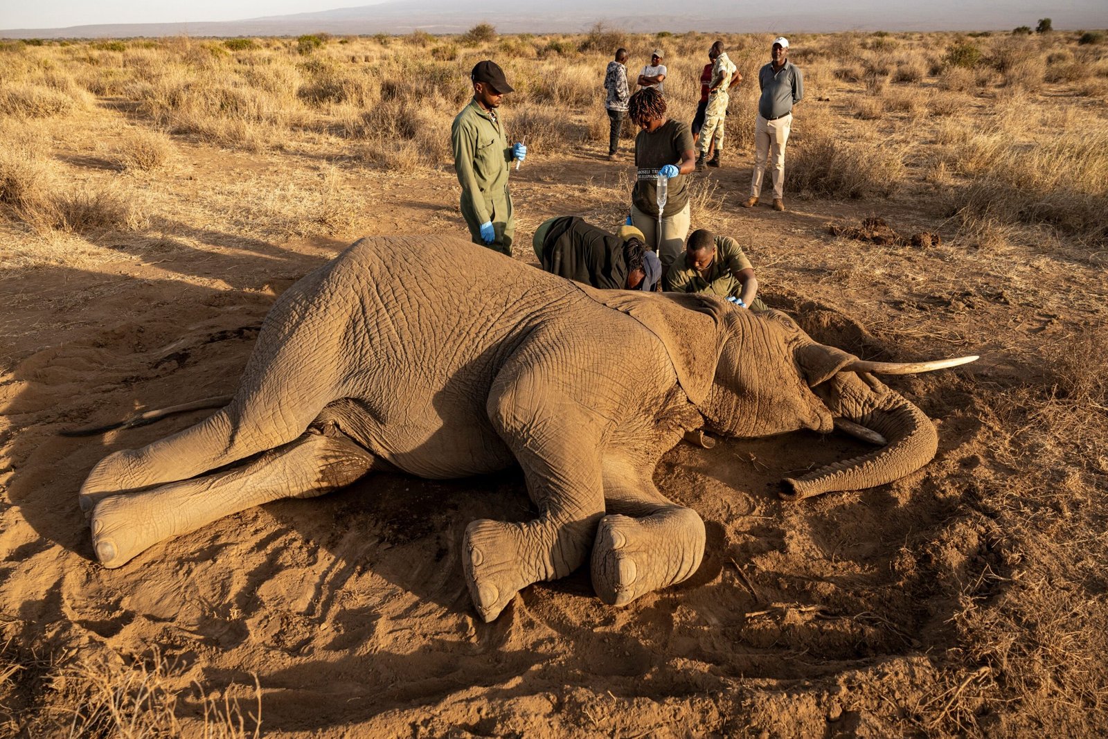 Kenya arrests four people for elephant deaths