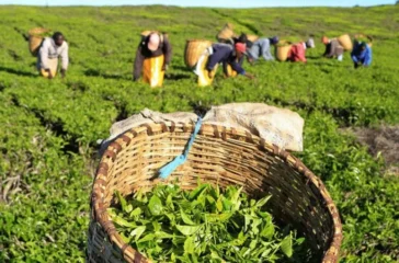 Tea-farming