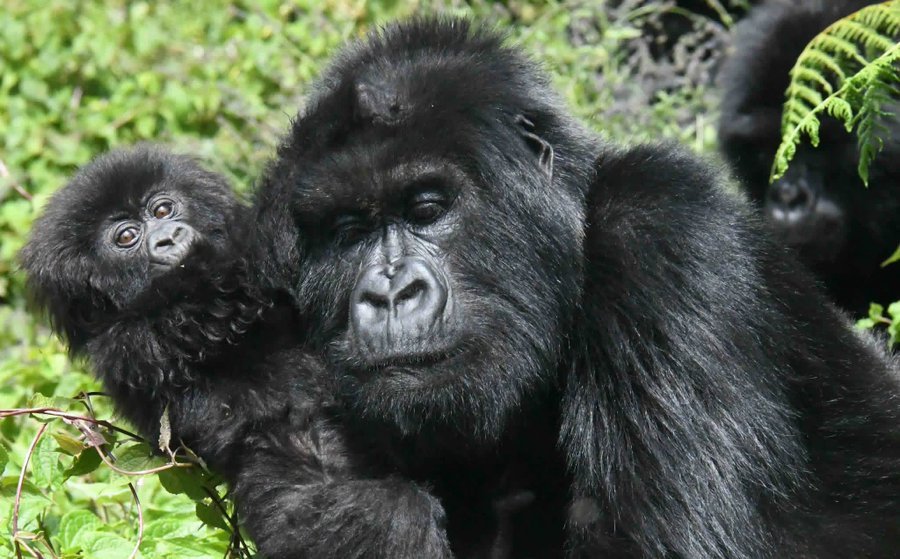 Rwanda names mountain baby gorillas