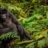 gorillia-tourism-atrisk