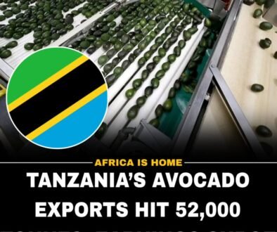 tanzania-ovaccado