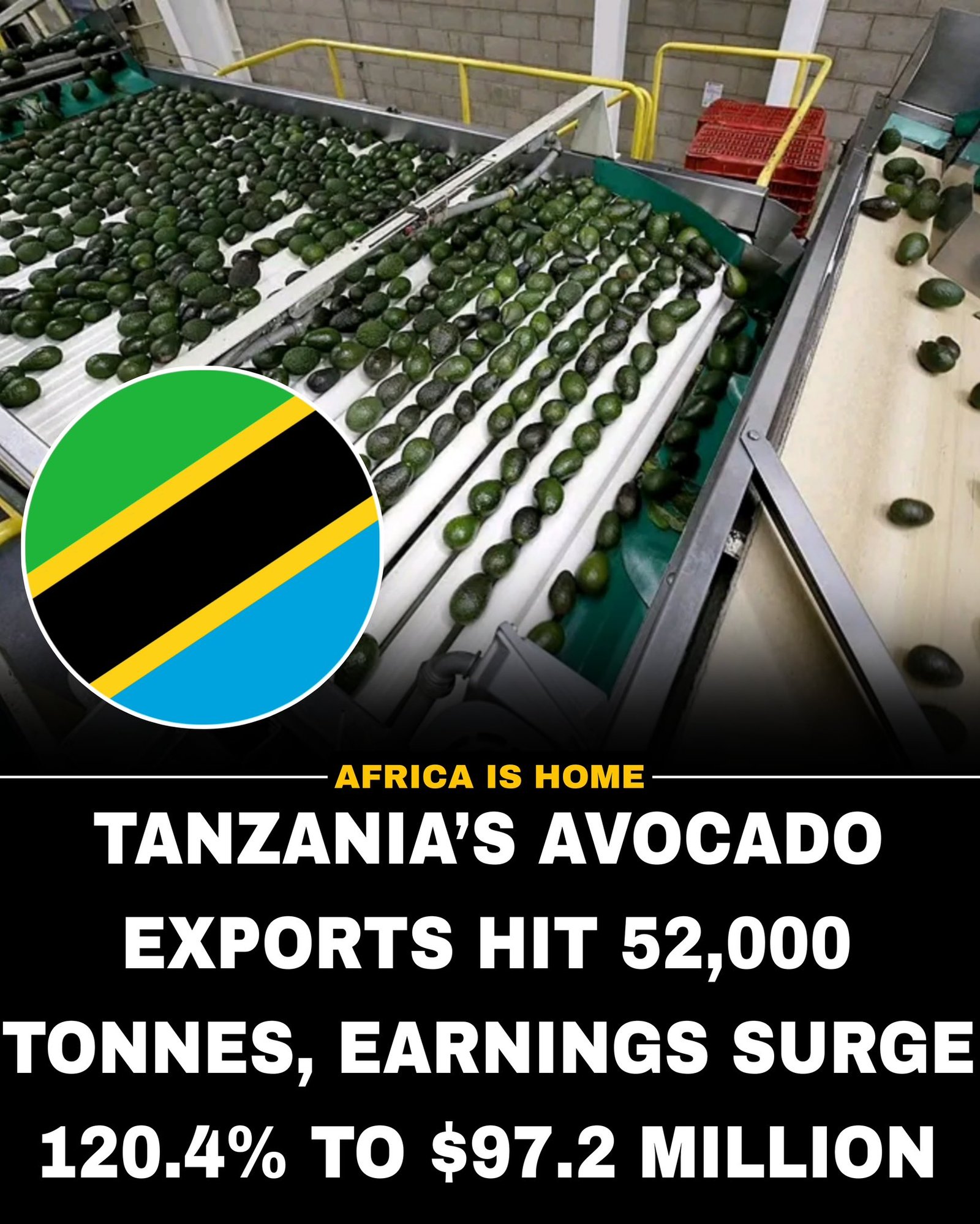 Tanzania’s avocado exports hit target